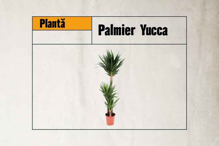 Yucca palmier la ghiveci