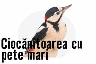 Ciocănitoarea pestriță mare