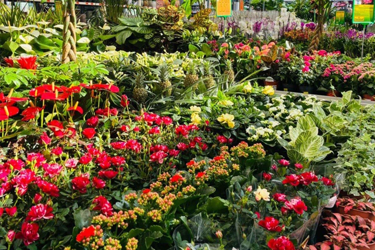 Selecție largă de plante de interior și flori în magazinul online Hornbach.