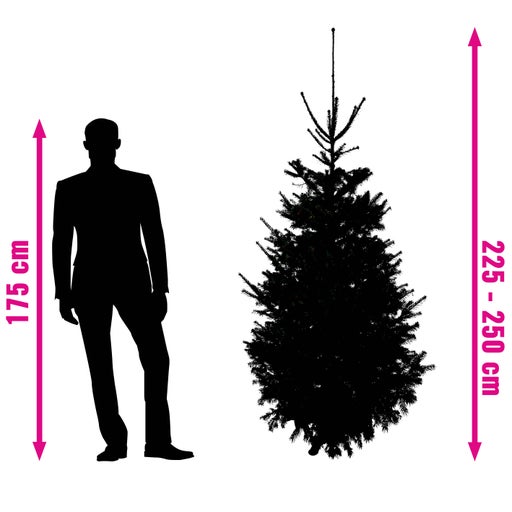 Ilustrație care arată dimensiunea unui brad de Crăciun în comparație cu o persoană de 175 centimetri; dimensiunea bradului este de 225 până la 250 centimetri