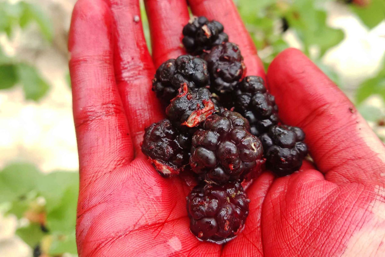 O mână ține un grup de mure.