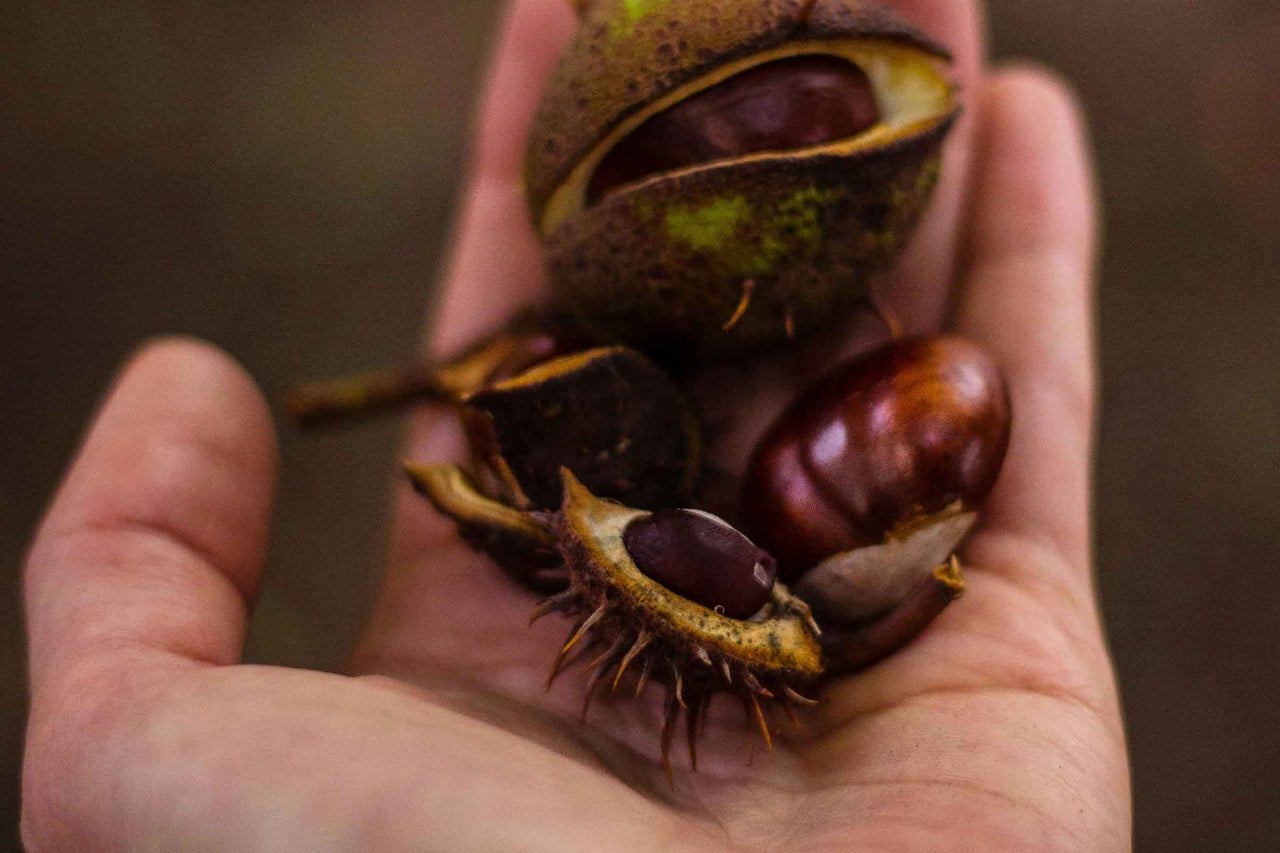 Mână cu castane și coji de castane