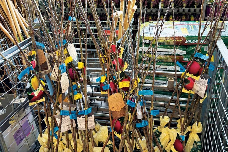 Mai mulți pomi fructiferi tineri cu etichete de produs și balot de rădăcină într-un cărucior metalic de prezentare.