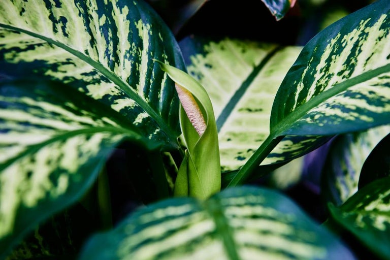 Prim-plan al unei plante Dieffenbachia cu floare