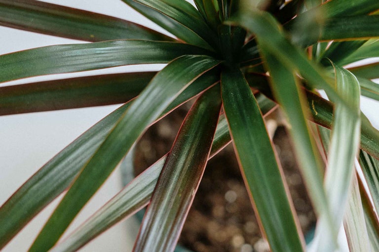 Prim-plan al unei plante Dracaena cu frunze lungi, ascuțite