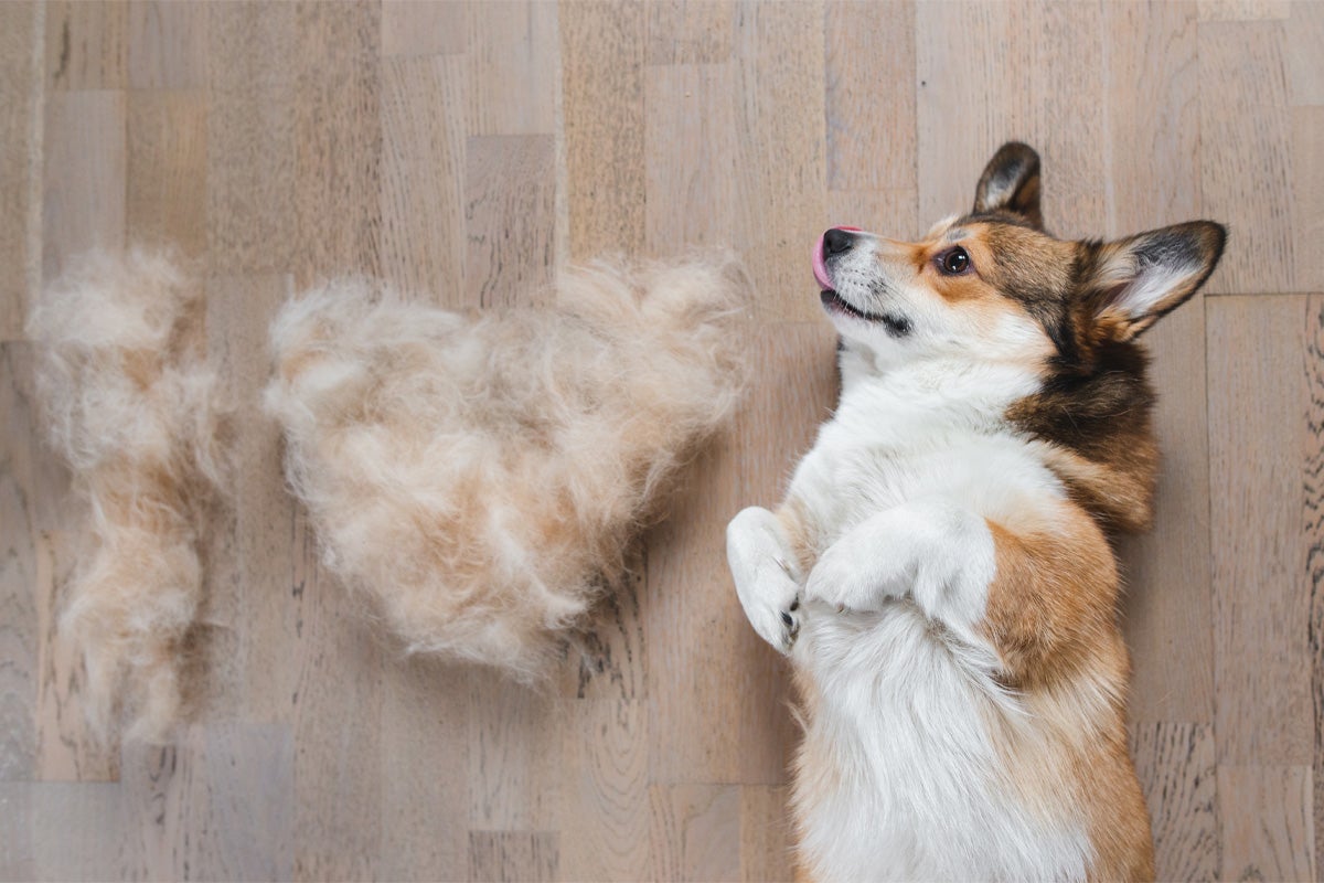 Corgi stă întins pe spate lângă un morman de păr de câine pe podea de lemn