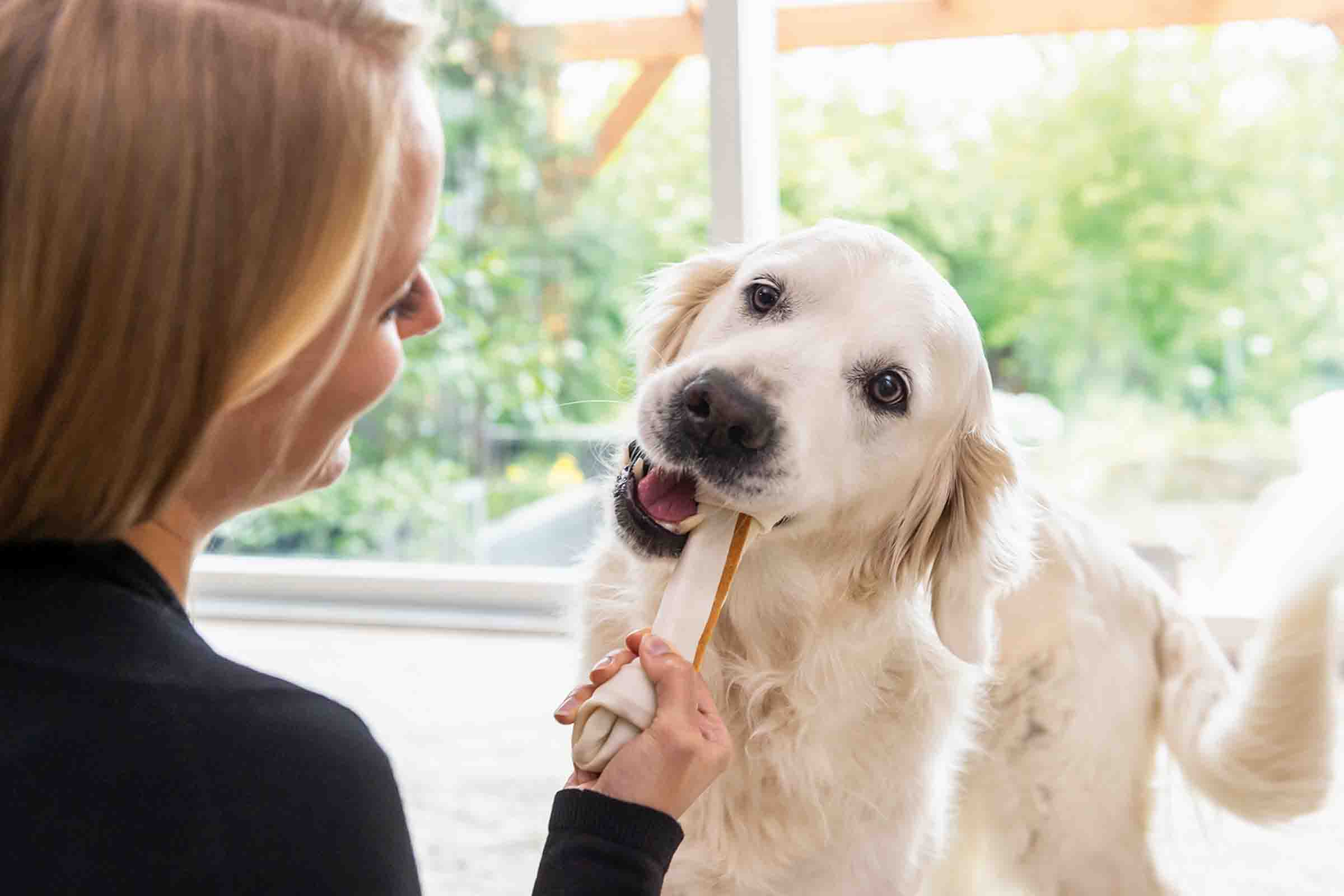 Femeie oferind unui Golden Retriever un produs de mestecat