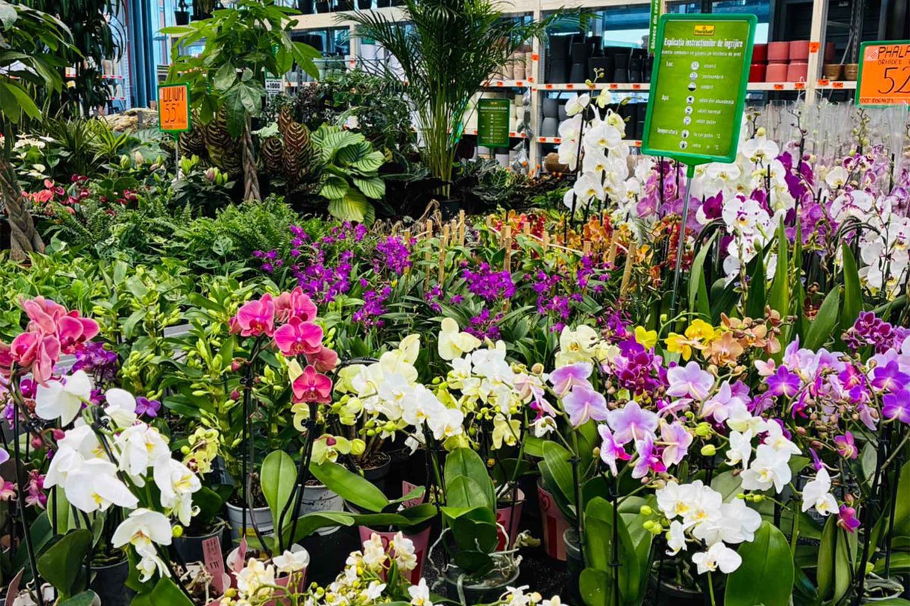 O gamă largă de plante la ghiveci și orhidee înflorite în centrul de grădinărit.