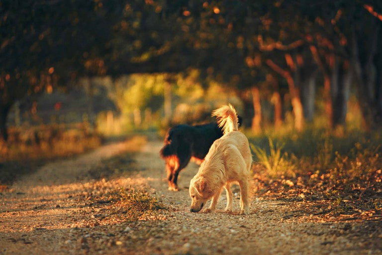Doi câini pe un drum de țară în aer liber.