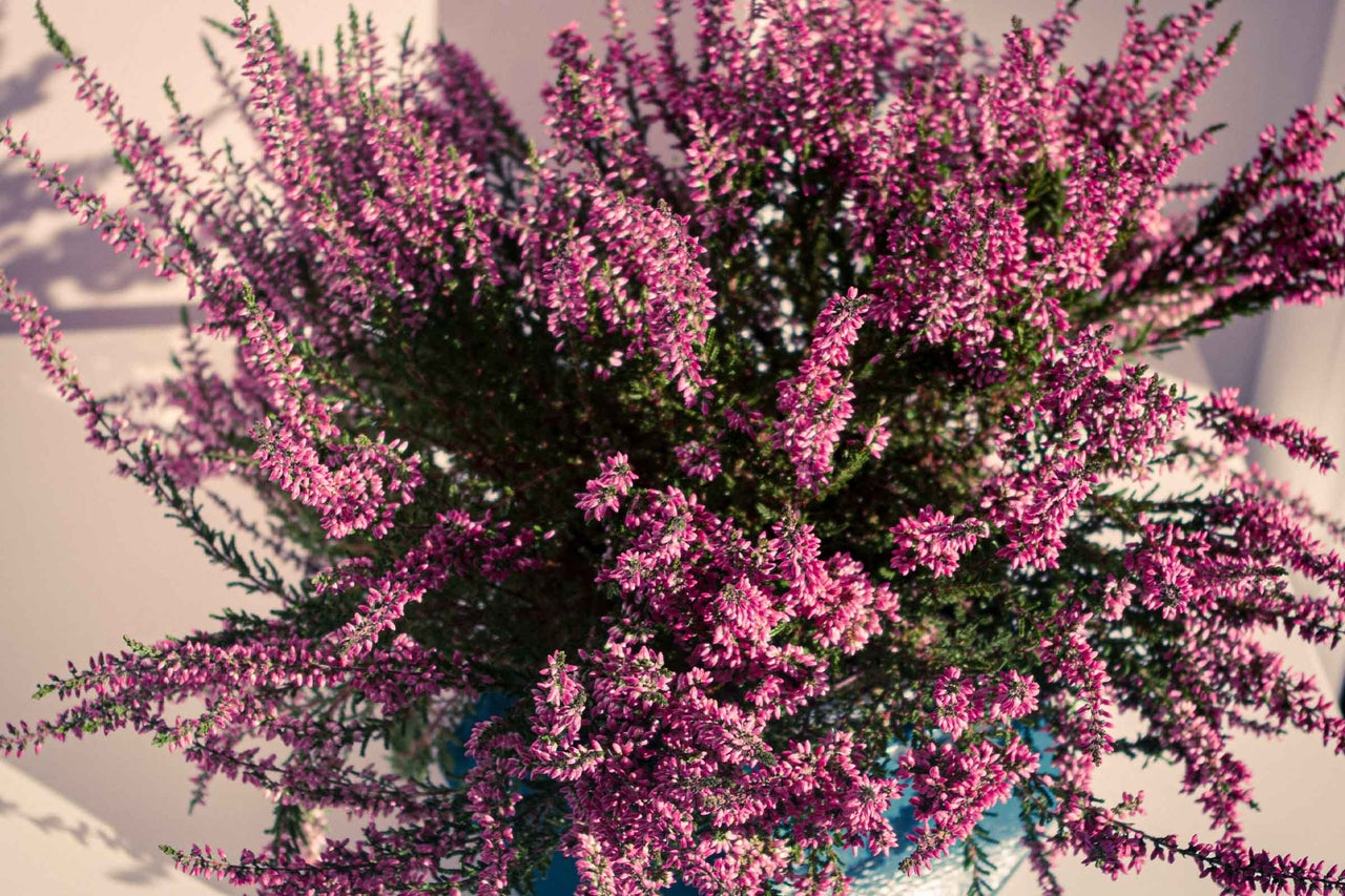 Iarbă neagră Calluna vulgaris cu ramuri înflorite ca plantă ornamentală.
