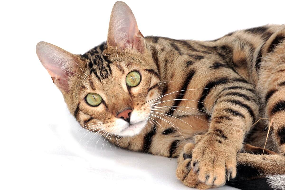 Pisică Bengal culcată și uitându-se la cameră