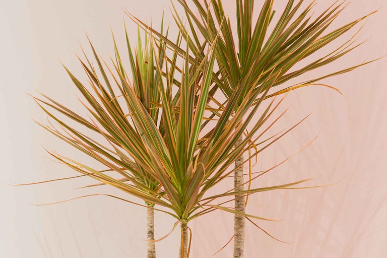 Dracaena plantă de interior