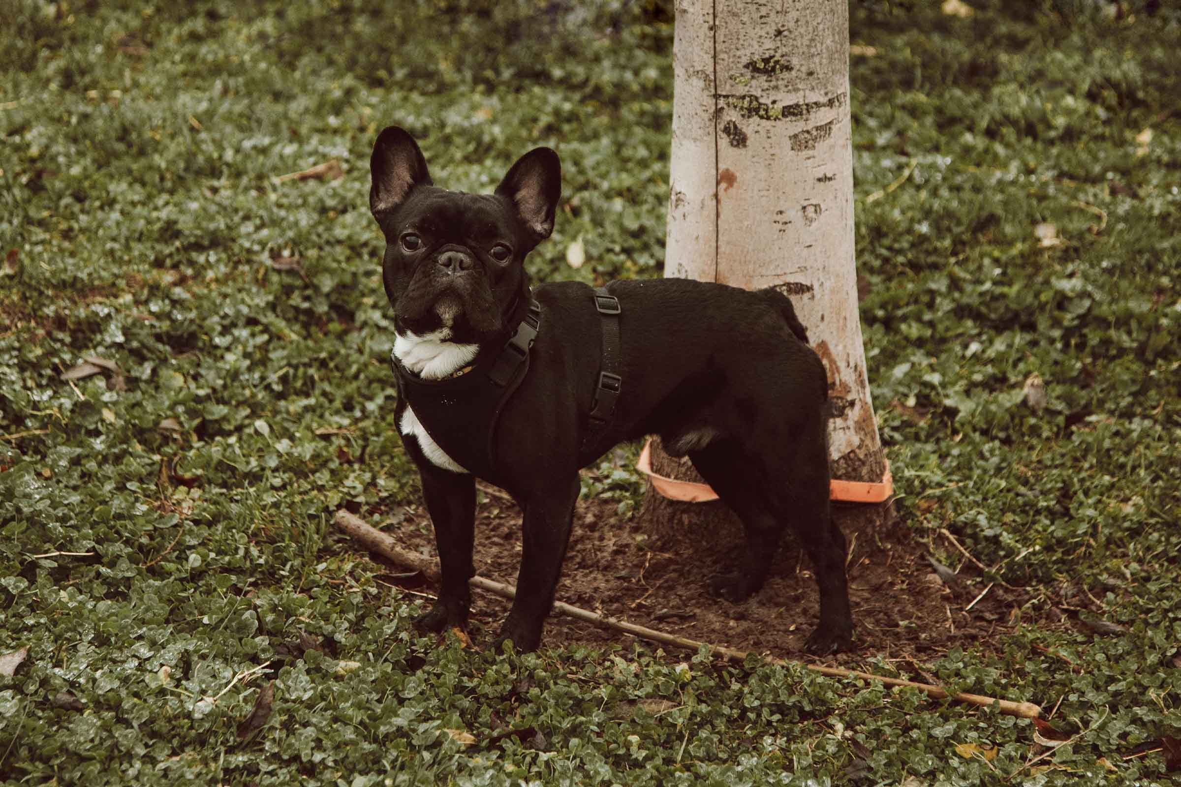 Buldog francez negru stând lângă un copac în grădină.