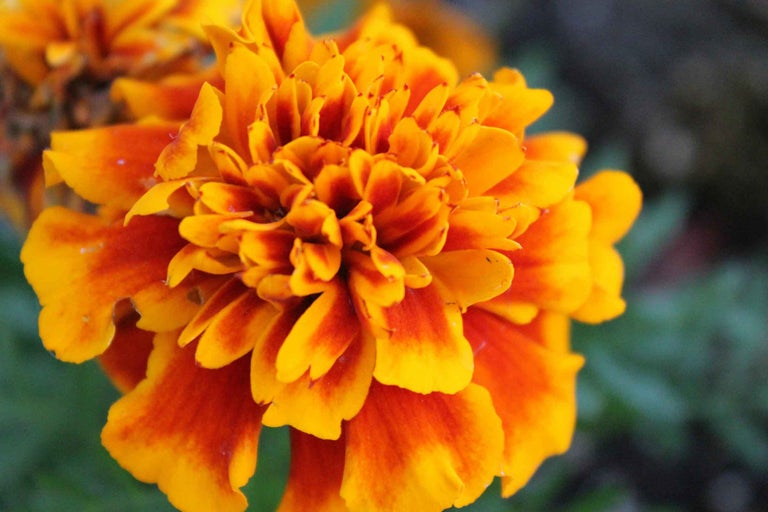 Prim-plan cu o crăiță portocalie