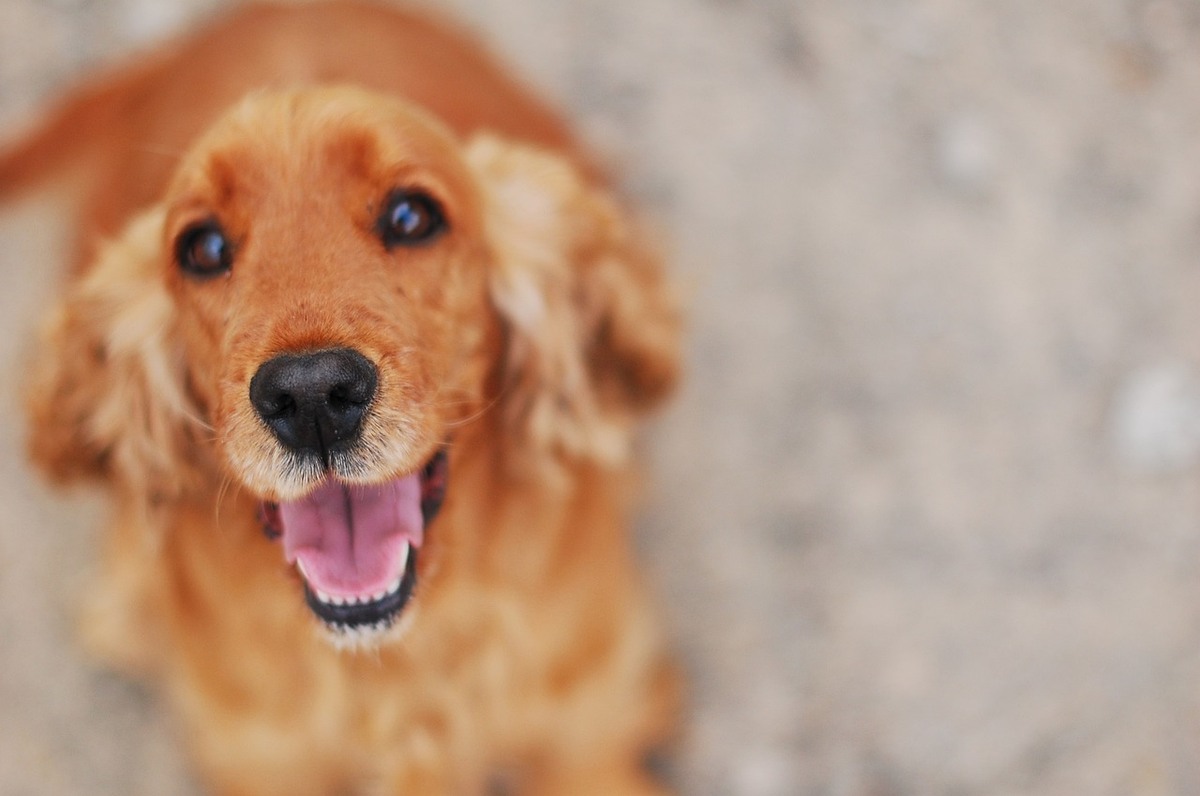 Portret cu un Cocker Spaniel
