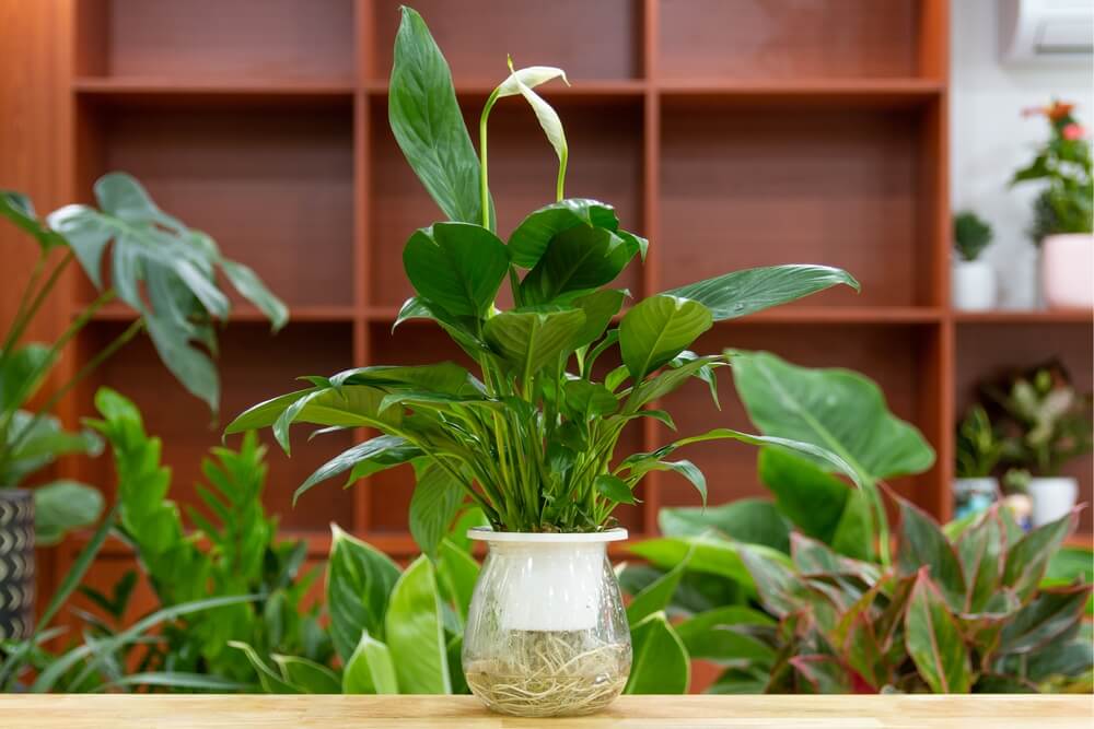 Crini de cameră într-o vază de sticlă ca plantă de interior