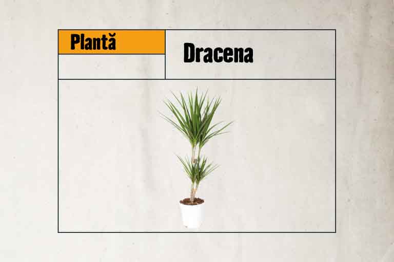 Dracena plantă de interior în ghiveci