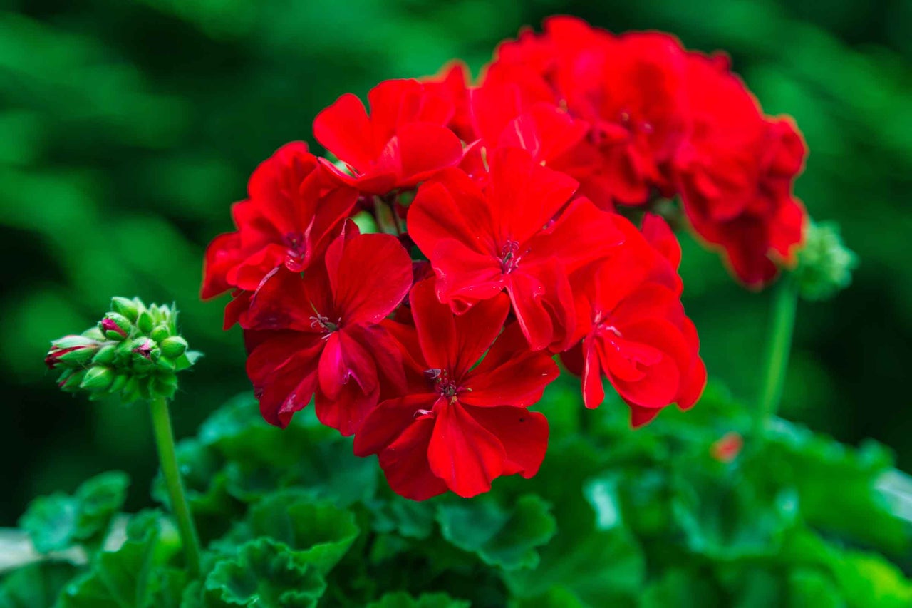 Mușcată roșie cu flori și muguri