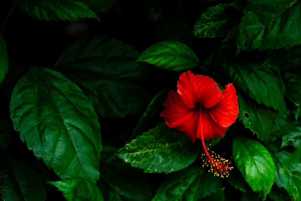 Floare de hibiscus cu frunze verzi