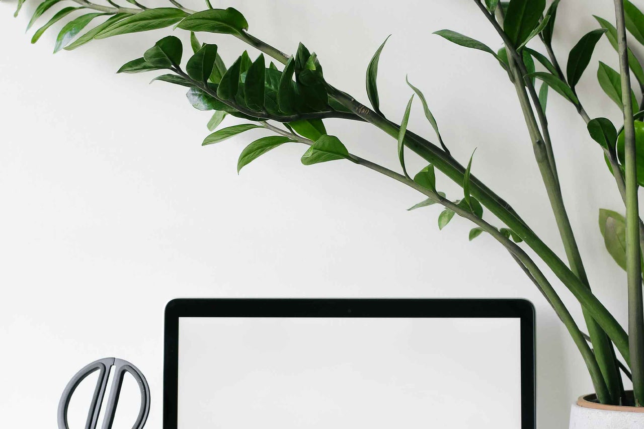 Plantă decorativă de interior și laptop pe birou