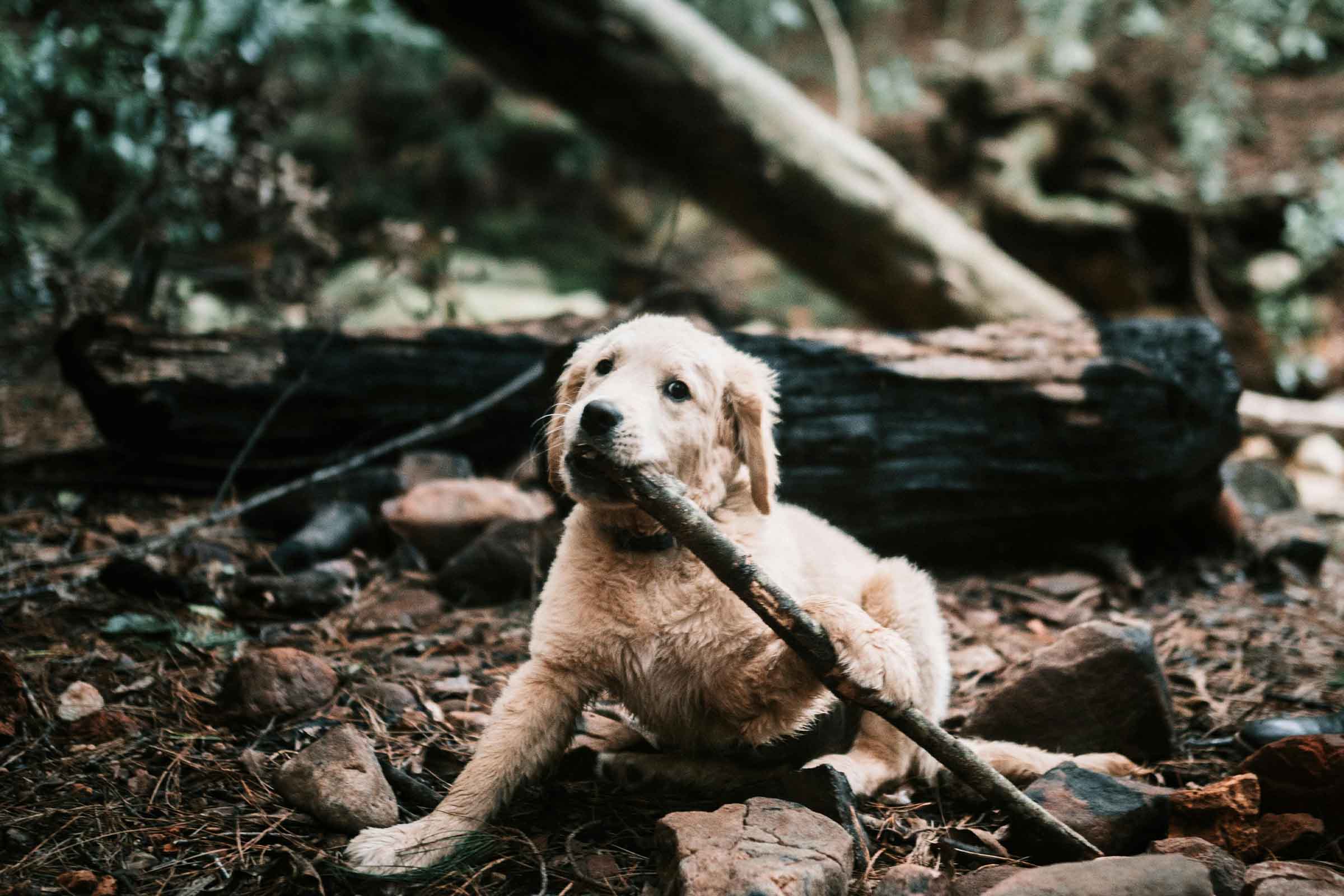 Pui de Golden Retriever cu un băț în pădure