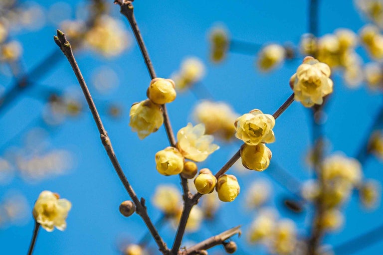 Ramură cu flori galbene pe cer albastru