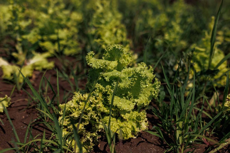 Salată verde într-un pat de grădină