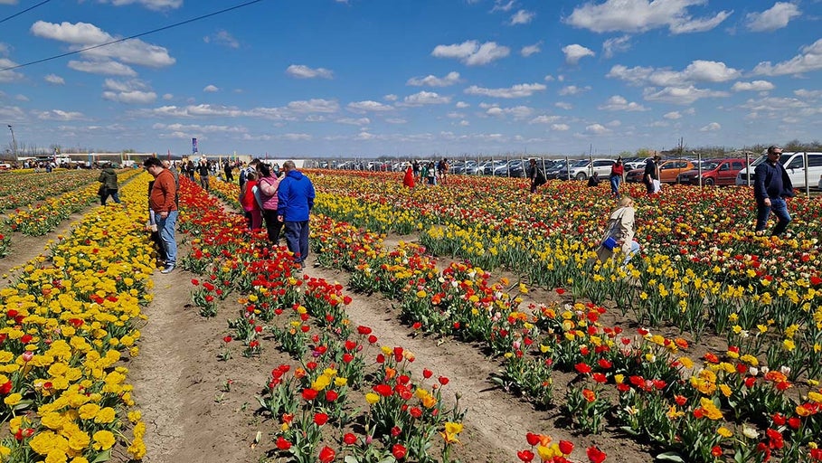 Câmp de flori cu lalele și oameni în timpul zilei