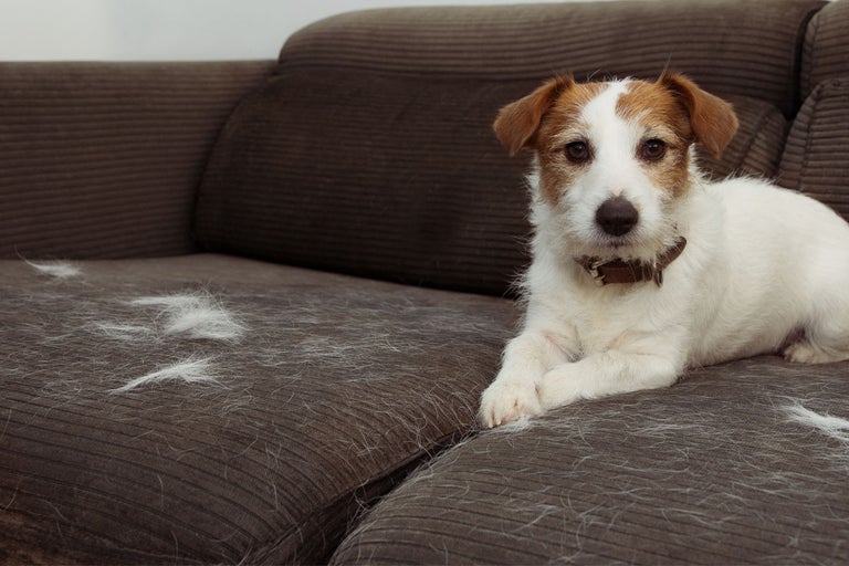 Jack Russell Terrier stă întins pe o canapea cu păr de animale