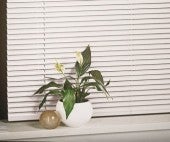 Crinișor de cameră în ghiveci alb în fața jaluzelelor de fereastră