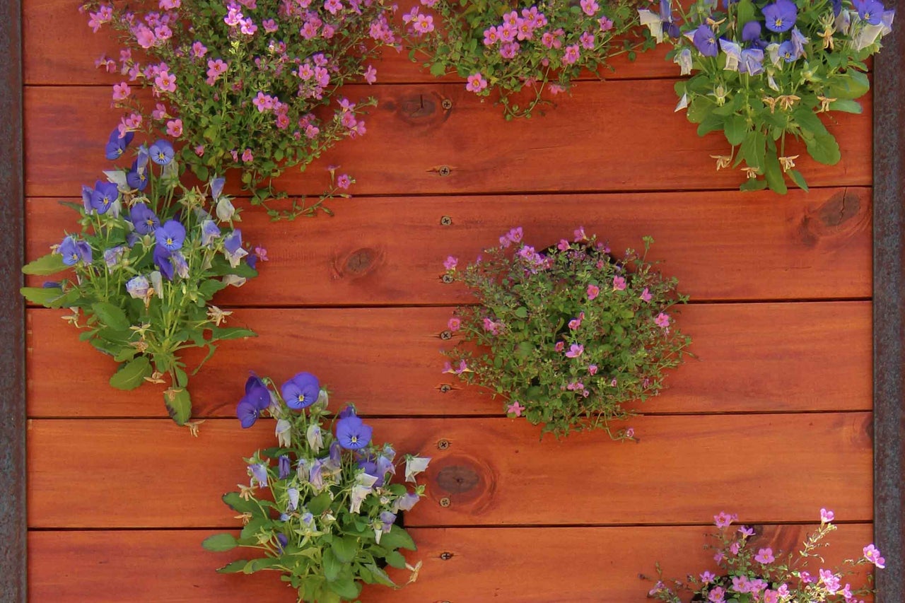 Grădină verticală din scânduri de lemn plantată cu panseluțe albastre și flori roz.