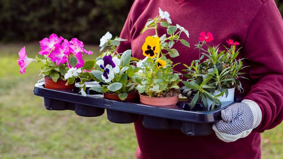 Persoană care poartă flori într-o tavă de plantare