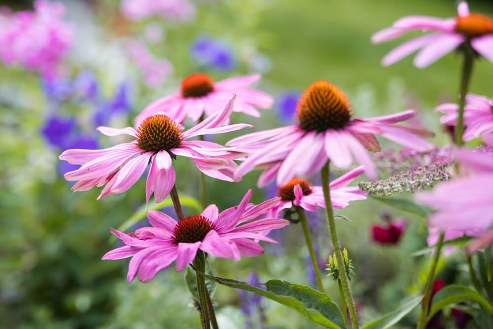 Prim-plan cu flori de echinacea purpurie înflorite în grădină.
