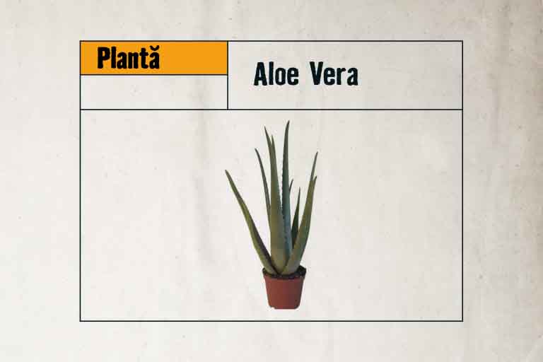 Plantă Aloe Vera în ghiveci