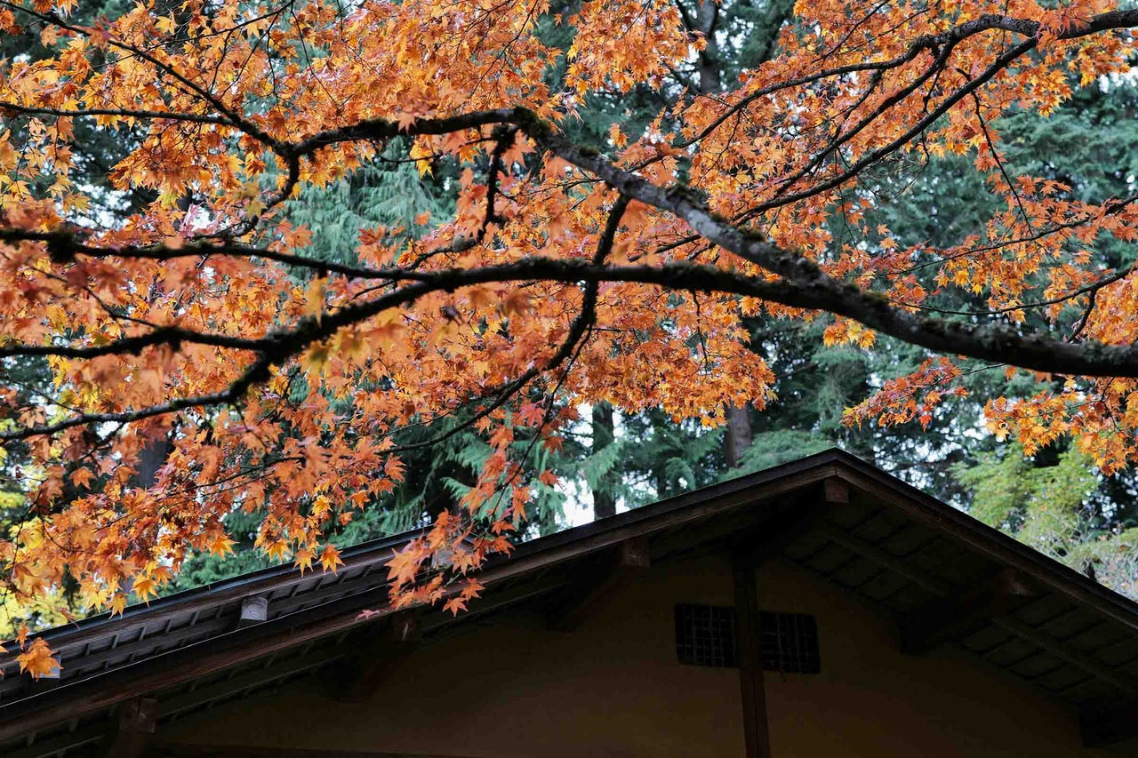 Arțar japonez cu frunze de toamnă portocalii deasupra unui acoperiș din lemn în stil japonez în fața unor conifere verzi.