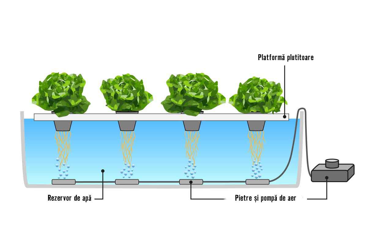 Sistem hidroponic cu platformă plutitoare, rezervor de apă, pietre de aer și pompă de aer