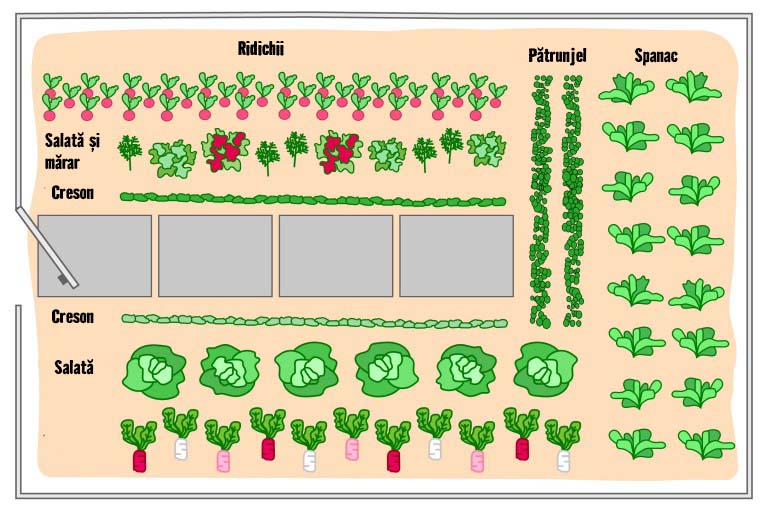 Ilustrație a unei grădini de legume cu ridichi, salată, mărar, creson, pătrunjel și spanac