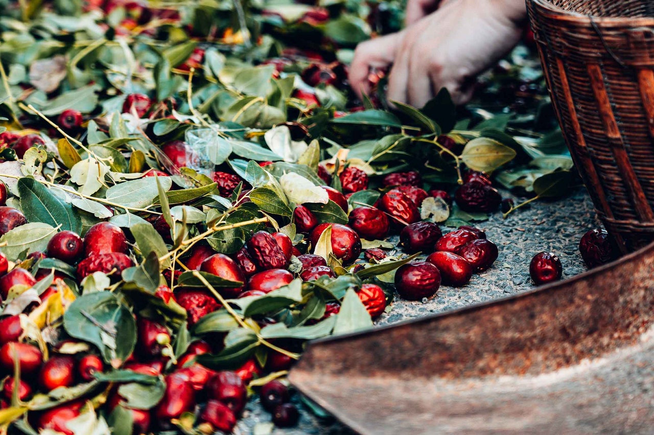 Recoltă de curmale roșii cu frunze și un coș