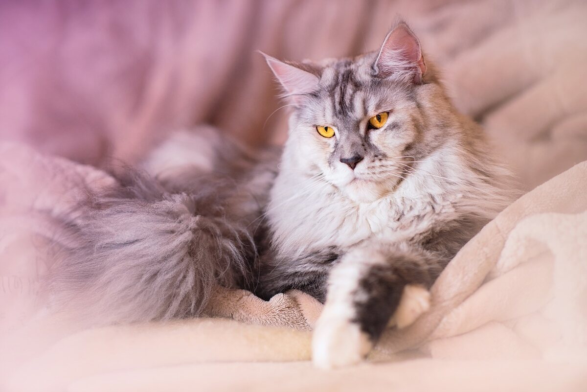Pisică Maine Coon întinsă pe o pătură