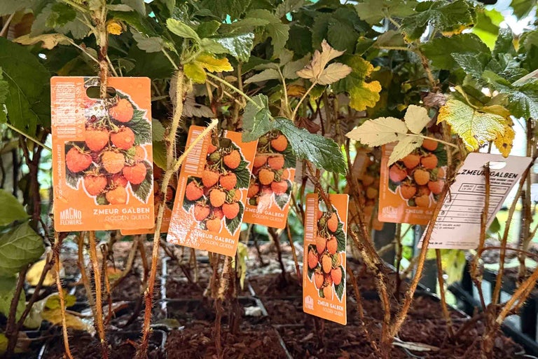 Planta de zmeur soiul Golden Queen in ghiveci cu eticheta pentru gradina