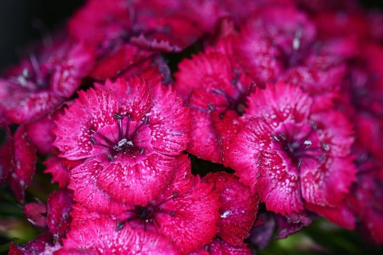 Prim-plan cu un grup de flori de garoafe