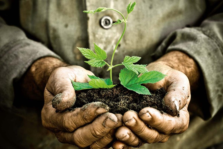 Mâini care țin o plantă cu pământ