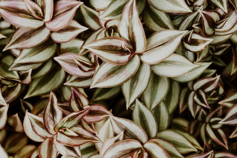 Prim-plan al unei plante de interior Tradescantia cu frunze dungate