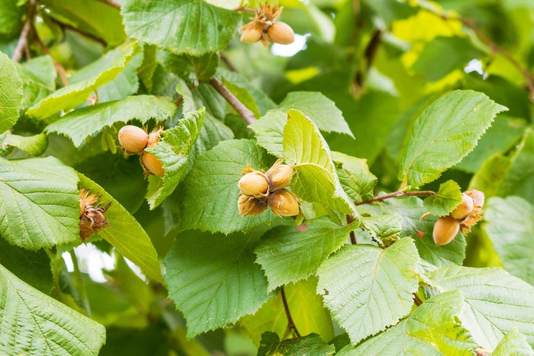 Alun cu alune și frunze verzi