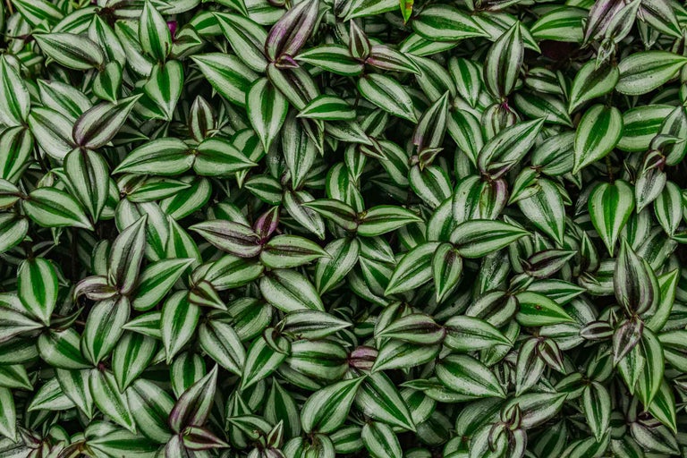 Prim-plan al unei plante Tradescantia zebrina cu frunze dungate