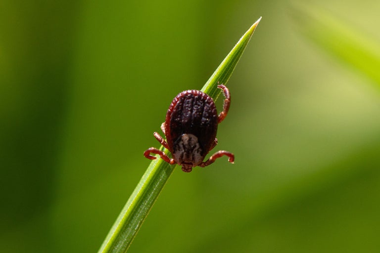 Căpușă pe o fire de iarbă