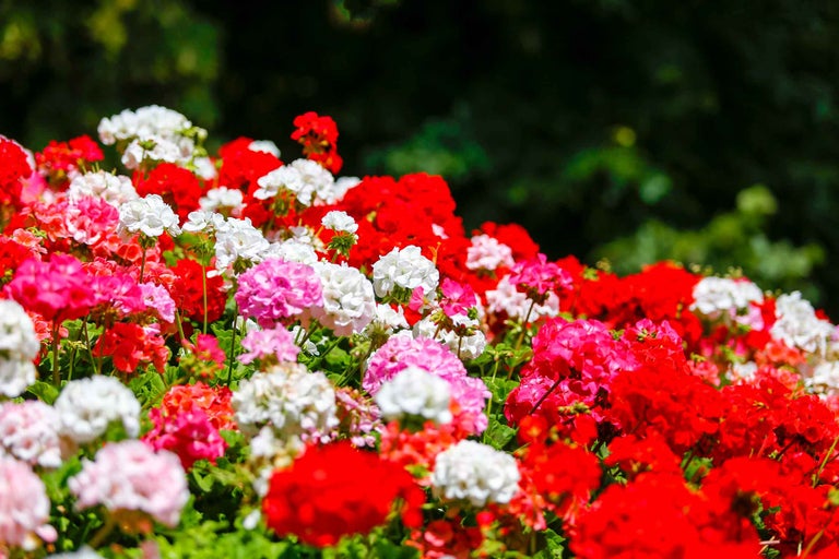 Mușcate înflorite în roșu, alb și roz pentru o plantare colorată pe balcon în grădină.