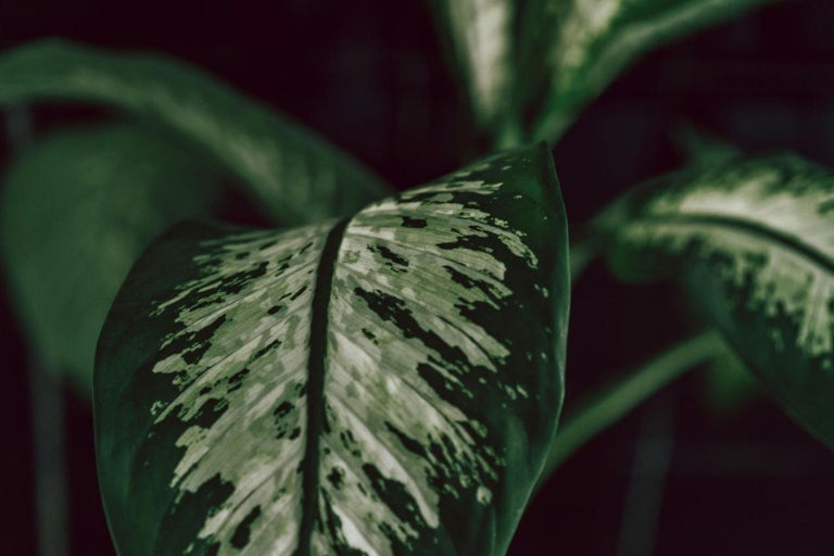 Frunză a unei plante de interior Dieffenbachia