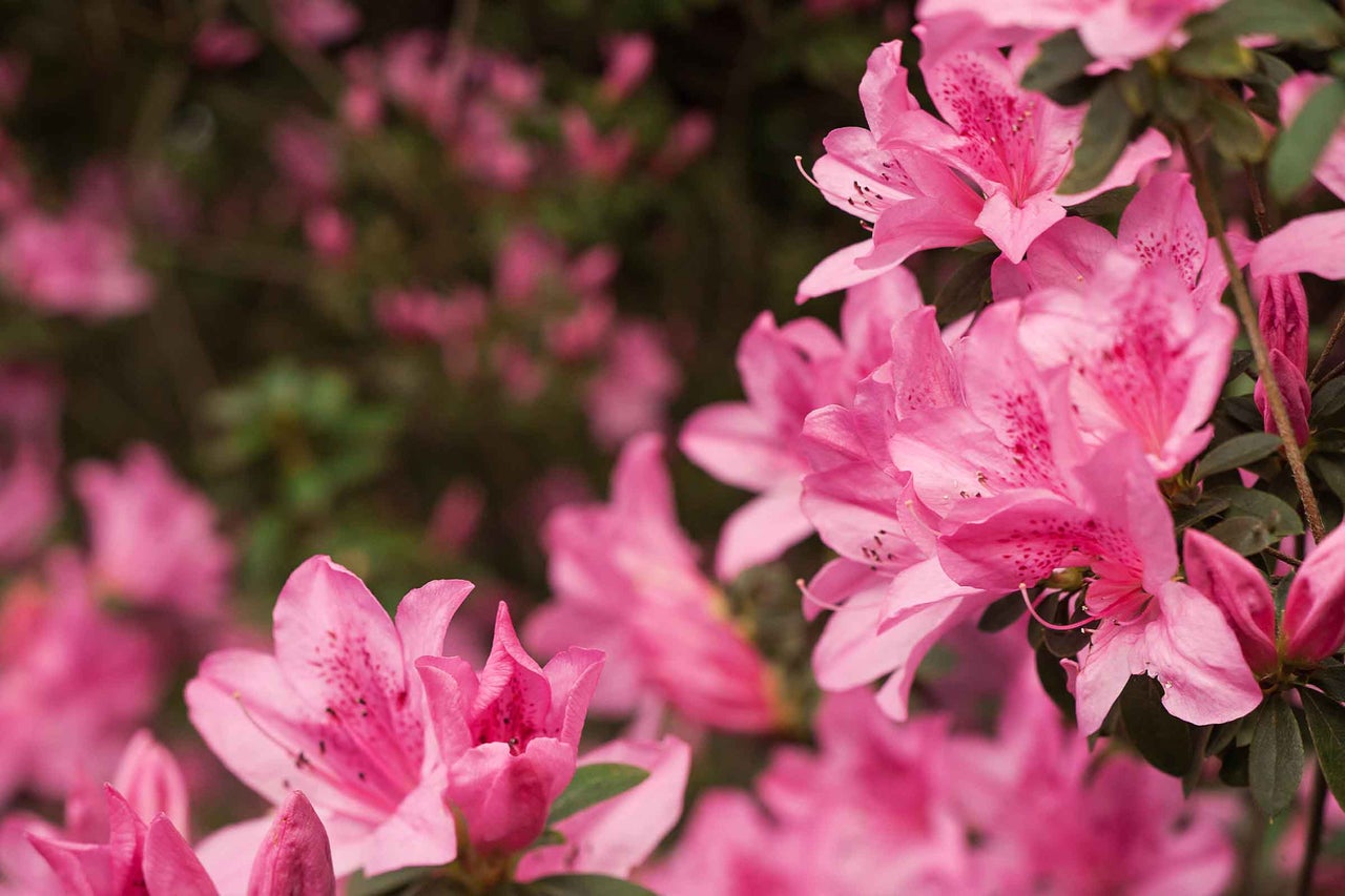 Azalee înflorită cu flori roz și puncte închise pe petale.