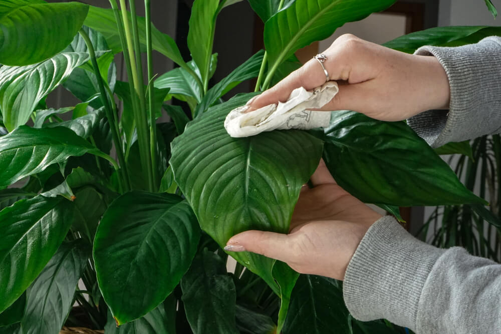 O persoană curăță frunzele unei plante de interior.
